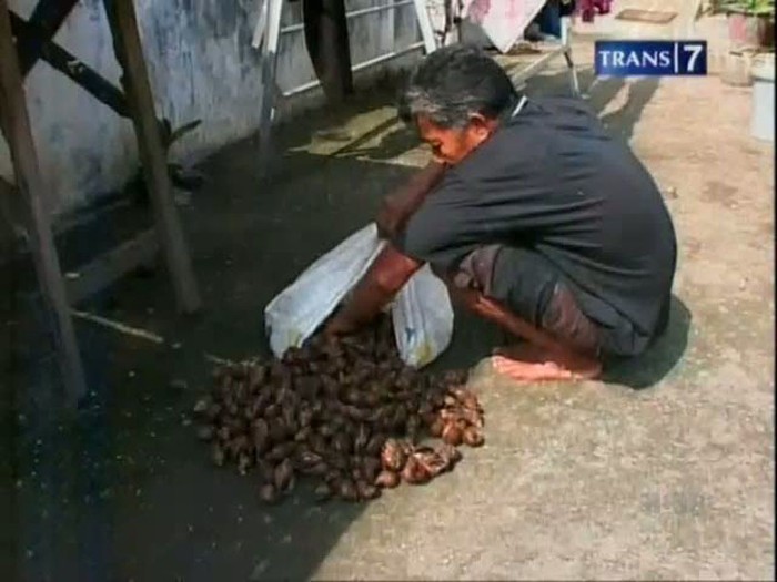 MUI Haramkan Bekicot