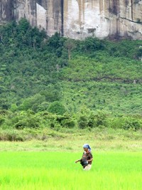 Persawahan yang hijau membuat kawasan Lembah Harau jadi semakin sejuk dipandang. Terlebih saat pagi hari, udaranya yang sejuk memanjakan siapapun yang datang ke sana (Shafa/detikTravel)