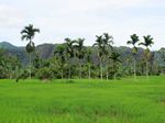 Panorama Hijau Memukau di Lembah Harau