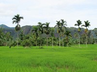 Tak cuma pepohonan rimbun yang ada di sini, tapi juga pohon kelapa. Seakan tak mau kalah, pohon kelapa ini pun menambah kehijauan yang ada di sini (Shafa/detikTravel)