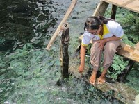 Kegiatan seru yang dapat Anda lakukan di dekat homestay adalah fish feeding atau memberi makan ikan. Tangan Anda akan diberikan adonan terigu oleh para mama (sebutan untuk wanita dewasa) di sana. Lalu celupkan ke air dan beragam ikan akan menghampiri (Afif/detikTravel)