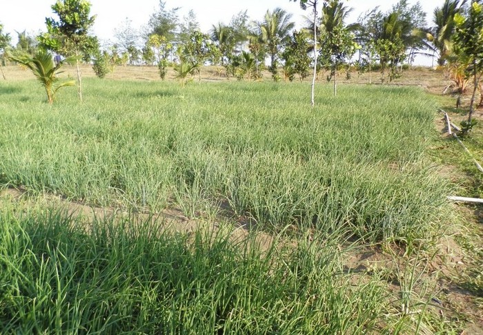Krisis Bawang Putih, Kampus Unsoed Sulap Pesisir Pantai Jadi Kebun