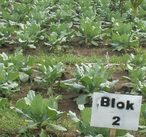 Krisis Bawang Putih, Kampus Unsoed Sulap Pesisir Pantai Jadi Kebun