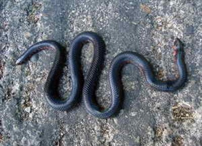 Yigit kokrak va eshaklarga tegadi