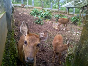 Menengok Rusa di Kebun nan Luas Irjen Djoko di Subang