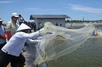 Sharif C Sutardjo (kiri), menyaksikan panen udang. Tambak dengan sistem intensif diatas lahan 200 ha yang baru beroperasi, telah menghasilkan 1200 ton udang yang dipasarkan ke Jepang. Efrimal Bahri/humas MKP