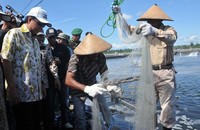 Tambak udang ini, membudidayakan komoditas udang Windu dan Udang Vaname. Efrimal Bahri/humas MKP