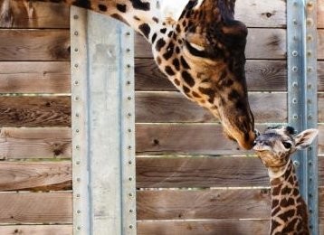 5 Kebun Binatang di AS yang Punya Anak Hewan Lucu