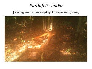 Kucing Merah & Hewan Langka Lain Ada di Taman Nasional Kutai