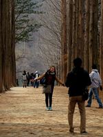 Romantisnya Nami Island di Korea, Mana Tahan!