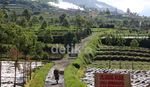 Petani Tetap Nekat Bertani  di Kawah Beracun