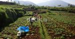 Petani Tetap Nekat Bertani  di Kawah Beracun