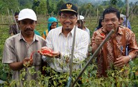 Petani di Bogor dan Sukabumi mulai memasuki panen awal cabai yang puncaknya diperkirakan mulai April-Mei. (Kementan)