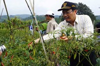 Menurut petani, sepanjang maret harga cabai masih relatif stabil Rp 14-15 ribu di tingkat petani dan Rp 18-20 ribu per kg. (Kementan)