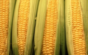 Agar Mata Tetap Sehat, Rutinlah Ngemil Jagung Manis