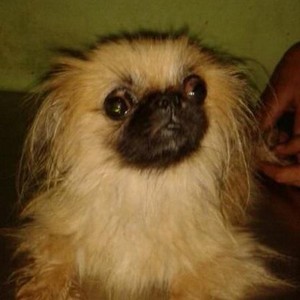 Akhirnya! Evakuasi Anjing di Karawaci Berakhir Damai