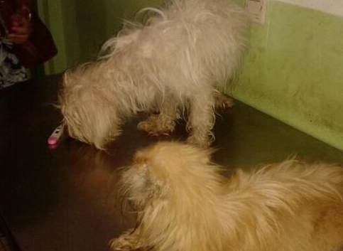 Akhirnya Evakuasi Anjing Di Karawaci Berakhir Damai