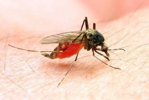 Di Indonesia, Demam Berdarah dan Malaria Akrab dengan Pemanasan Global