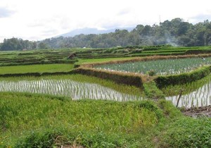 5 Tips Traveling ke Persawahan
