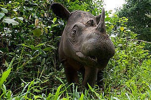 Ternyata, Masih Ada Badak Sumatera di Kalimantan
