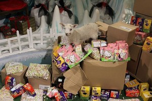Ups! Domba-domba Lucu Serang Toko Cokelat di Inggris