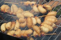 Nah, akhirnya ulat sagu pun siap dimakan. Rasanya kenyal, tekstur kulitnya seperti karet, namun daging di dalamnya seperti lemak dengan sedikit beraroma seperti nangka. Untuk yang pertama mencoba, agak sulit mengunyah kulitnya dengan daging ulat yang lumer di dalam mulut kita (Fitraya/detikTravel)