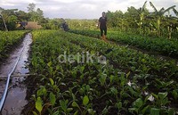 Seorang warga beraktivitas di kebunnya di Desa Sumber Sari, Kecamatan Loa Kulu, Kabupaten Kutai Kartanegara, Kalimantan Timur, Rabu (27/3/2013). Robert/detikFoto.