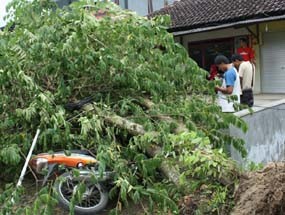 Kabel Listrik Tersangkut Kontainer, 5 Motor Tertimpa Pohon