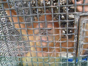 Petugas Sita 2 Orangutan dari Warga Nagan Raya, Aceh