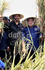 Surya Paloh Panen Raya dengan Petani