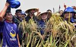 Surya Paloh Panen Raya dengan Petani