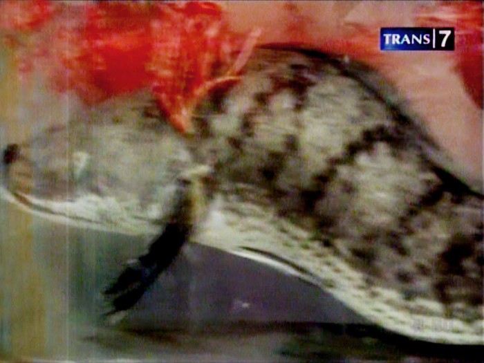 Gempar! Mirip Naga, Ikan Gabus Dipercaya Bawa Hoki