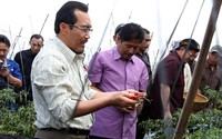 Menteri Pertanian Suswono didampingi Wakil Bupati Sukabumi Ajhmad Djauli (kedua dari kanan), Dirjen Hortikutura Hasanuddin Ibrahim (baju safari coklat) melakukan panen cabe di Desa Cipetir, Kecamatan Kadudampit, Kabupaten Sukabumi. (Kementan)