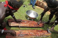 Dalam Festival Kamoro ini, kita bisa melihat bagaimana orang-orang Kamoro mencari cacing tambelo. Saat festival, mereka sudah membawa dua gelondong kayu yang di dalamnya dipastikan penuh dengan cacing tambelo (Fitraya/detikTravel)