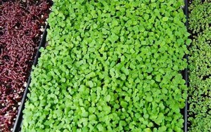 Microgreens, Sayuran Mungil yang Lebih Bernutrisi