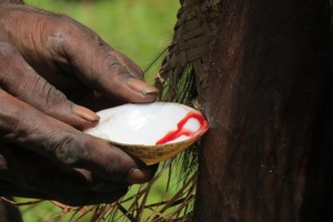 Ada Ritual Berdarah di Papua!
