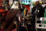 Burung Langka Curi Perhatian Pengunjung JCC