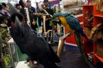 Burung Langka Curi Perhatian Pengunjung JCC
