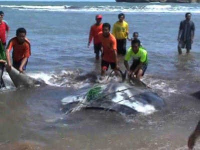Seekor Ikan Pari Raksasa Tersangkut Jaring Nelayan di Pantai Gunungkidul Seekor Ikan Pari Raksasa Tersangkut Jaring Nelayan di Pantai Gunungkidul