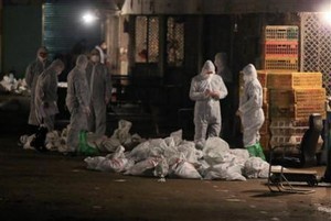 Flu Burung Jenis Baru Beredar, Perdagangan Unggas di China Dihentikan