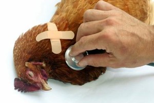 Menkes Pastikan Varian Baru Flu Burung di China Belum Masuk Indonesia