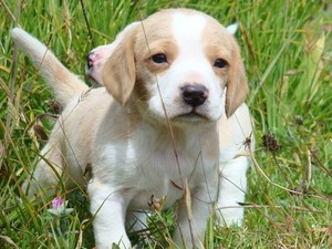 Anjing Beagle Lemon Dicuri dengan Mulut Terikat Hingga Berdarah & Tewas