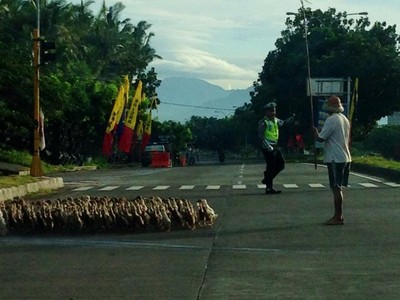 Polisi Bantu Bebek Menyeberang