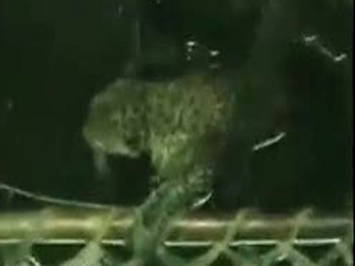 Macan Tutul Tercebur Sumur, Petugas Penyelamat Kewalahan