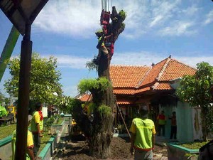 Tumbang Diterjang Angin, 2 Pohon Berusia 100 Tahun Ditanam Ulang di Solo