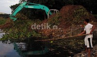 Pekerja sedang membersihkan eceng gondok menggunakan alat berat yang menutupi Waduk Sunter Utara.