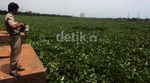 Normalisasi Waduk Sunter Utara