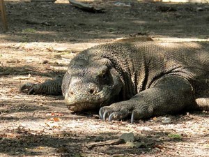 Heboh! Nenek 83 Tahun Melawan Komodo di Pulau Rinca