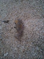 Main di Pantai Sundak Gunungkidul, Nggak Ada Bosannya!