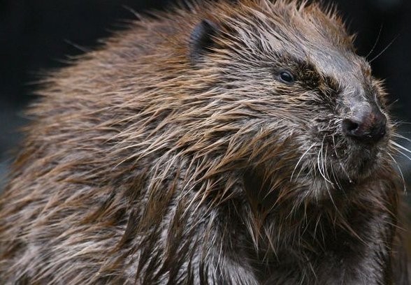 Potret Berang Berang Turis Ini Malah Diserang Hingga Tewas